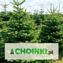 Choinki.pl - plantacja jodły kaukaskiej i świerka - Wierzchomino Dominik Gajewski, Dobrzyca godziny otwarcia