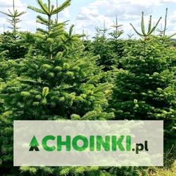 Choinki.pl - plantacja jodły kaukaskiej i świerka - Wierzchomino Dominik Gajewski, Dobrzyca godziny otwarcia