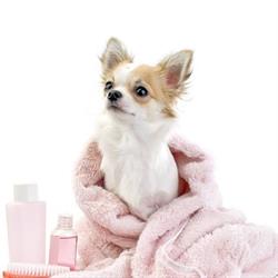 Pet Spa & Boutique, Baranowo godziny otwarcia