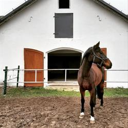 Stajnia Podklasztorze, Sulejów godziny otwarcia