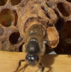 Pasieka-Na-Skarpie.pl, Gorzów Wielkopolski godziny otwarcia