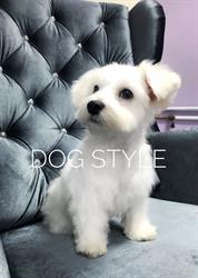 Dog Style - Salon pielęgnacji i strzyżenia psów, Tczew godziny otwarcia