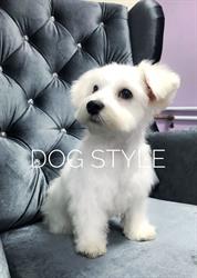 Dog Style - Salon pielęgnacji i strzyżenia psów, Tczew godziny otwarcia