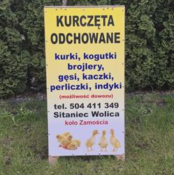Ferma drobiu I Zamość I M. Kapłon I Możliwość dowozu do 80 km, godziny otwarcia