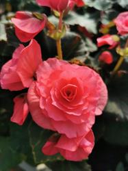 Eko-Flora Gospodarstwo Ogrodnicze Robert i Dorota Gębczyk, Radom godziny otwarcia