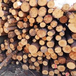 Drewno kominkowe Wycinka drzew Woodfast Marek Maciejewski, Zielona Góra godziny otwarcia