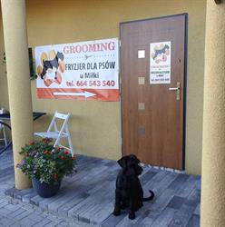 Grooming Fryzjer Dla Psów u Miłki, Knurów godziny otwarcia