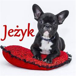 JEŻYK Sklep Zoologiczny, Łódź godziny otwarcia