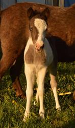 Little Pony - Hodowla Kucy Szetlandzkich - Konik Tarantowaty, Bobolice godziny otwarcia