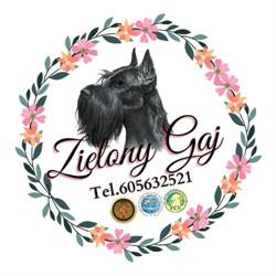 Zielony Gaj, Panki godziny otwarcia