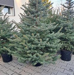 Owocowe Love - Truskawki, Borówki, Maliny, Rogoźno godziny otwarcia