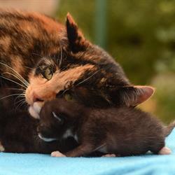 Sklep Zoologiczny Słoń, Gniezno godziny otwarcia