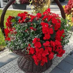 Gospodarstwo Ogrodnicze, Rejowiec godziny otwarcia