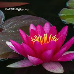Gardens4You.pl, Szczytniki godziny otwarcia