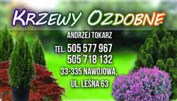 Krzewy Ozdobne - Andrzej Tokarz, Nawojowa godziny otwarcia