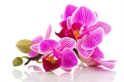 Kwiaciarnia Orchidea Katarzyna Ptasik, Sierpc godziny otwarcia