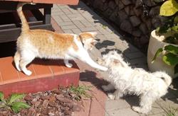 My Pet, My Love, Gniezno godziny otwarcia