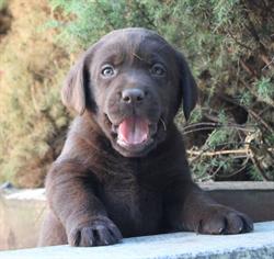 Labrador Retriever Hodowla Psów Rasowych FCI z Koła Św. Huberta, Motycz godziny otwarcia