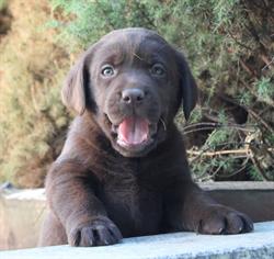 Labrador Retriever Hodowla Psów Rasowych FCI z Koła Św. Huberta, Motycz godziny otwarcia