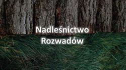 Nadleśnictwo Rozwadów, Stalowa Wola godziny otwarcia