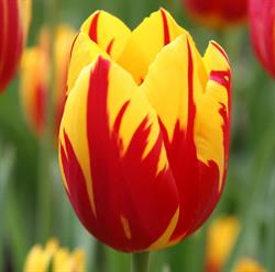 Kwiaciarnia Tulipan, Myszyniec godziny otwarcia