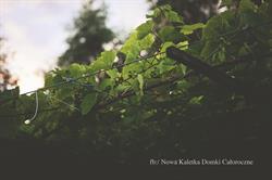 Nowa Kaletka Domki Całoroczne, godziny otwarcia
