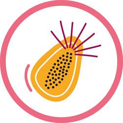 LA PAPAYA, Poznań godziny otwarcia