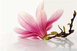 Magnolia Pracownia Florystyczna, Piastów godziny otwarcia