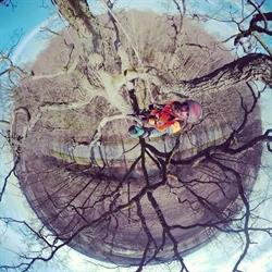 TREE SERVICE Wycinka i pielęgnacja drzew Jelenia Góra, Szklarska Poręba godziny otwarcia