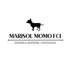 Marisol MOMO FCI hodowla Mopsów i Chihuahua, Jatne godziny otwarcia