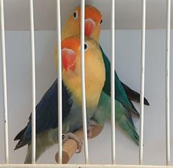 Agapornis, Biskupice godziny otwarcia