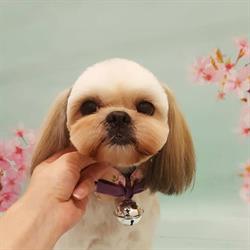 Dog Chic Groomer Szczecin, Fryzjer dla psa, kurs groomerski, godziny otwarcia