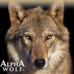 Sklep Alphawolf.pl - karma i akcesoria dla zwierząt, Wrocław godziny otwarcia