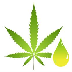 Cannabis Nature - polskie konopie lecznicze, olejki CBD, Chocznia godziny otwarcia