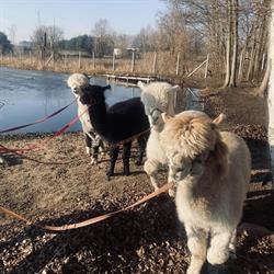 Ranczo Alpak nad stawami, Rawa Mazowiecka godziny otwarcia