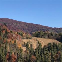 Dyniówka, Cisna godziny otwarcia