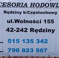 AKCESORIA HODOWLANE wszystko dla gołębi drobiu oraz psa i kota, Rędziny godziny otwarcia