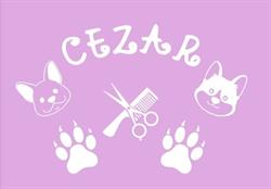 CEZAR PSI SALON PIĘKNOŚCI, Bytom godziny otwarcia