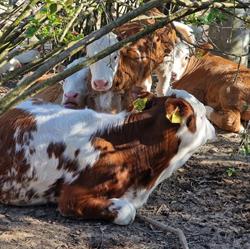 Wesoła Farma Lumacosia, Żyznów godziny otwarcia