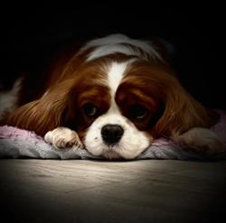 Helping Paw FCI, Sławoborze godziny otwarcia