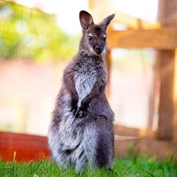AnimalWorld, Zabrze godziny otwarcia