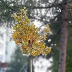 Sprężynowo Przedszkole i Żłobek, Warszawa godziny otwarcia