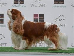 King charles cavalier hodowla fci, Augustowo godziny otwarcia