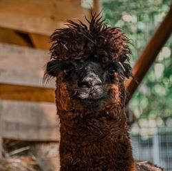 Śremskie ZOO, godziny otwarcia