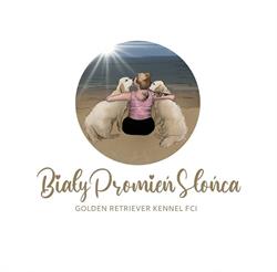 Biały Promień Słońca ZKwP FCI hodowla Golden Retriever, Żyrardów godziny otwarcia