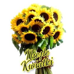 Kwiaciarnia Niezłe Kwiatki, Toruń godziny otwarcia