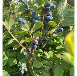 Jagodajnia - plantacja jagody kamczackiej, Stary Las godziny otwarcia