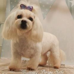Pet Spa Dorota Sitko - fryzjer dla psów i kotów, salon groomerski, Kraków godziny otwarcia