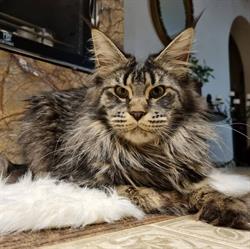HAGNE Hodowla kotów Maine Coon, Kraków godziny otwarcia
