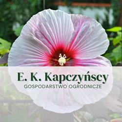 Gospodarstwo Ogrodnicze E. K. Kapczyńscy, Ciechanów godziny otwarcia